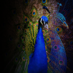 BBDS Design - AI Consulting Web Design / Development Marketing / SEO